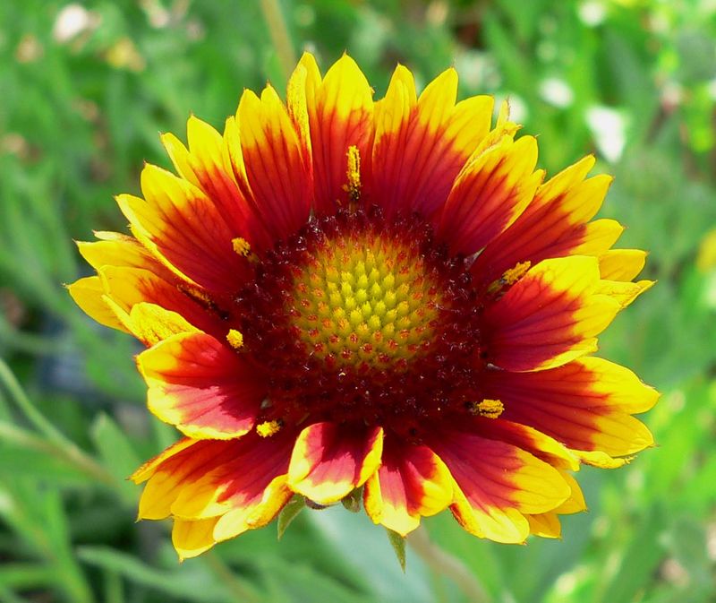 The Bloom May Be Blanket Flower