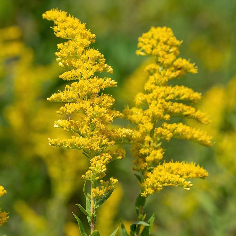 Goldenrod Is The Likely Wildflower