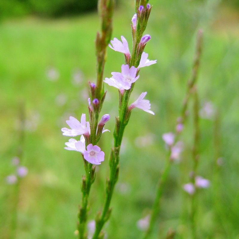 A Purple Lawn Volunteer May Be Texas Vervain