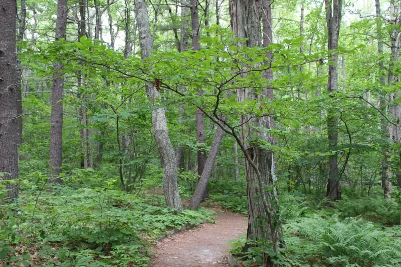 Layer The Whole Bed Like A Forest Floor