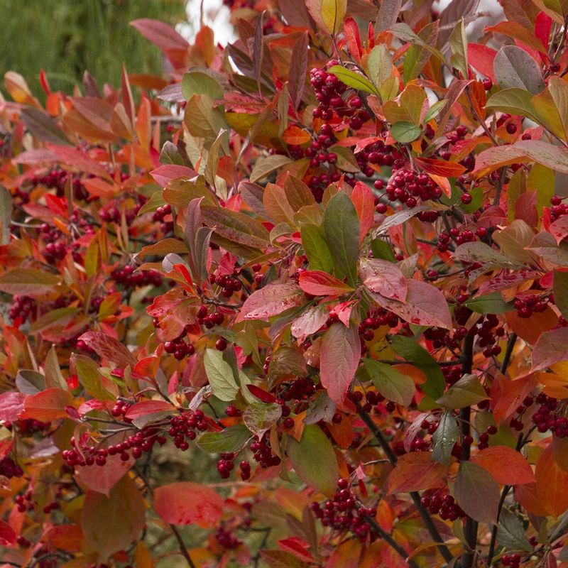 Red Chokeberry Brings Brilliant Fall Color And Winter Interest