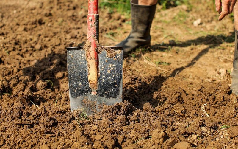 What Else Actually Helps Keep Shrubs Healthy