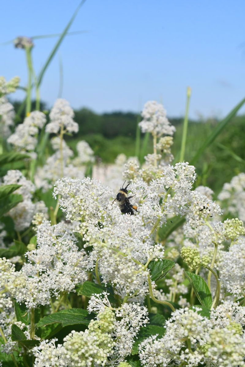 New Jersey Tea Fertilizes Your Soil For Free