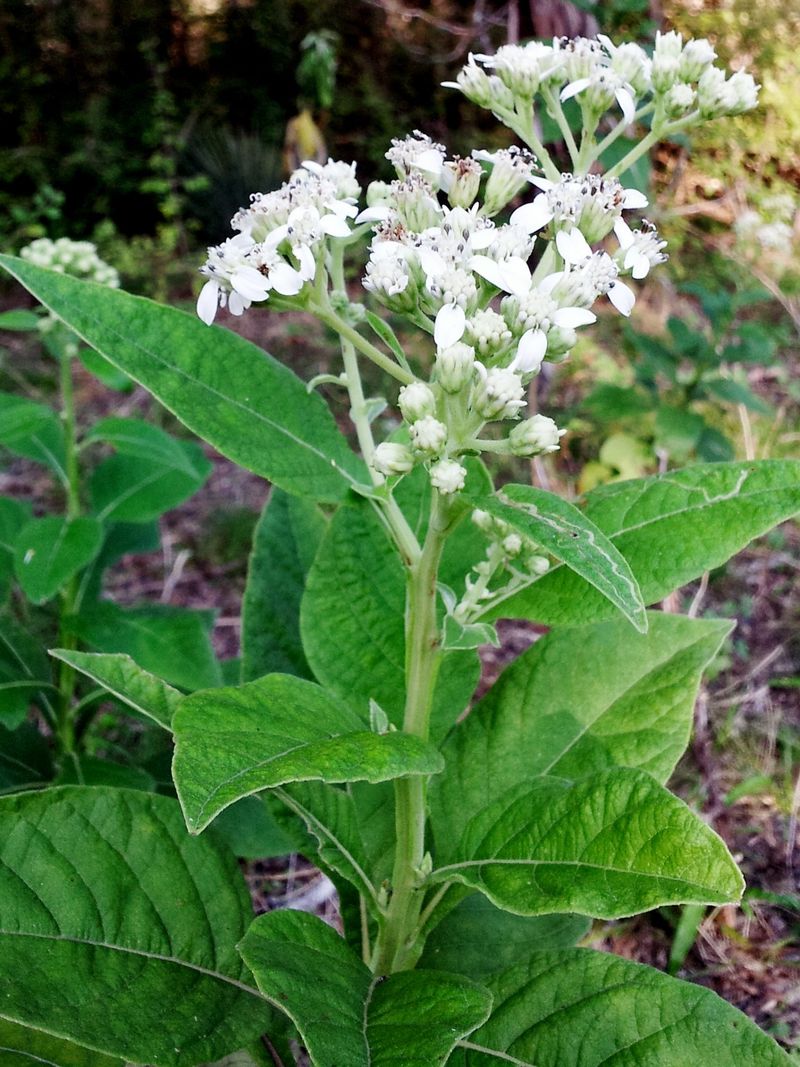 Frostweed Anchors The Shady Tick Zone