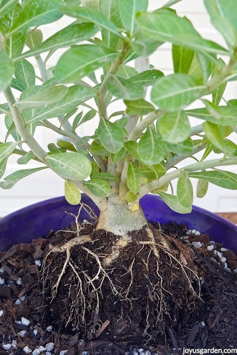 Protect Root Health Before Repeated Downpours