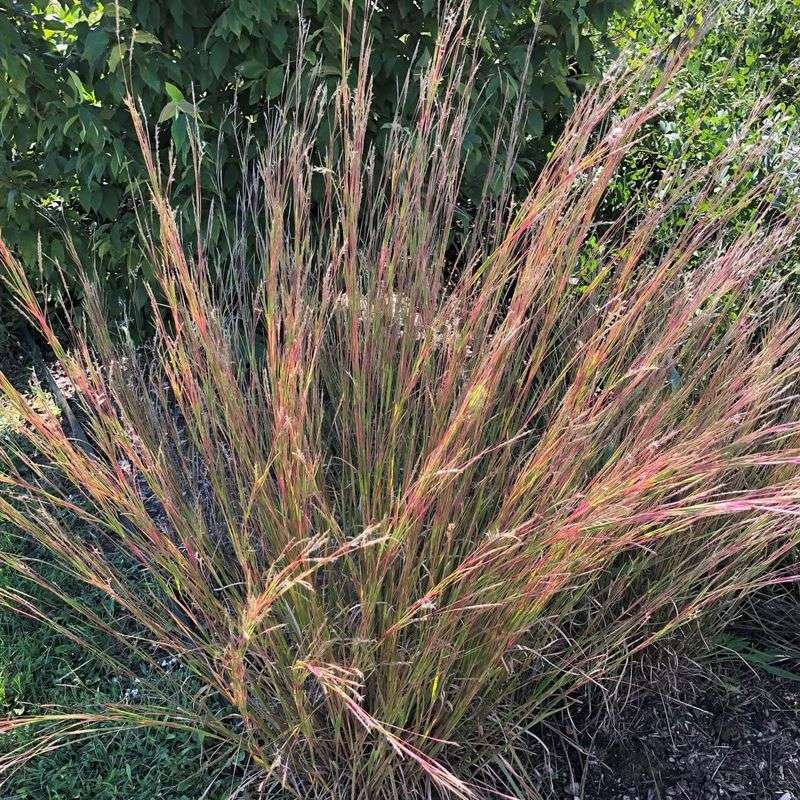 Little Bluestem Hides Larvae And Adults
