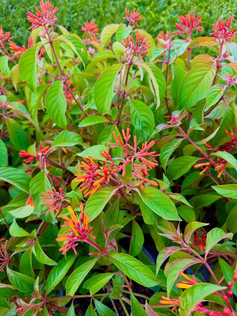 Firebush Cousins Carry Pink Where Natives Belong