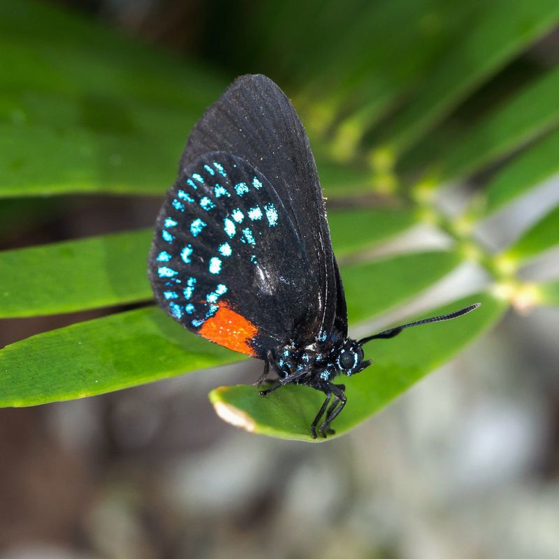 Coontie Welcomes A Rescued Butterfly