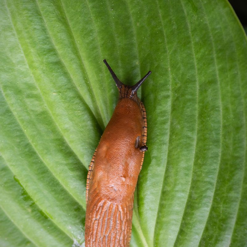 Eggshells Do Not End A Slug Attack