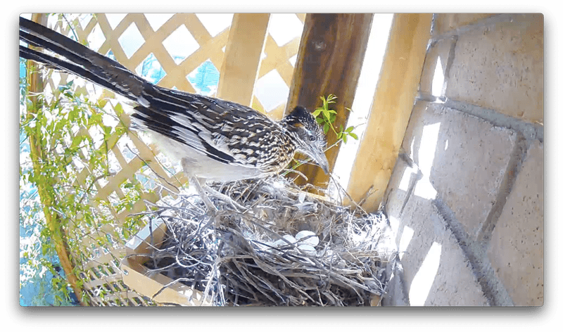 Unexpected Avian Snacks And Eggs