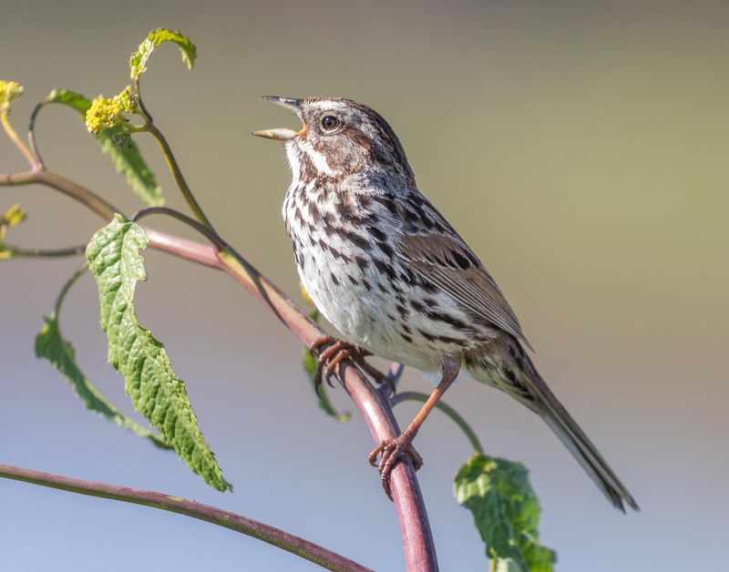 Birds Are Singing and Vocalizing Actively Near the Feeder