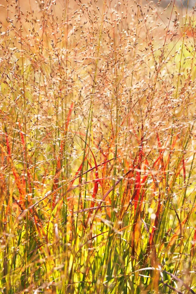 Ornamental Grasses That Glow In Low Light
