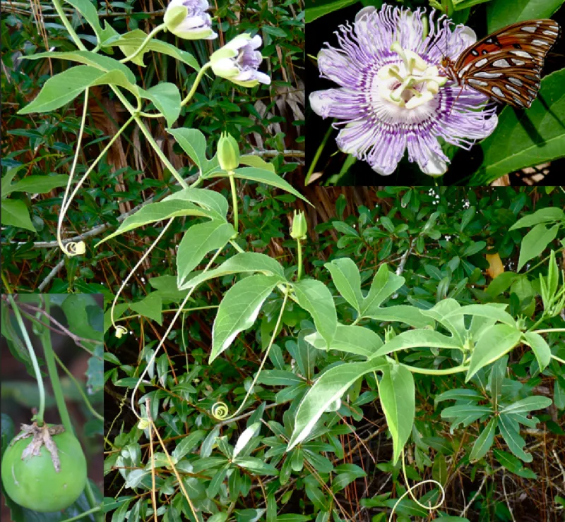 Maypop Passionflower Raises Butterflies And Buntings