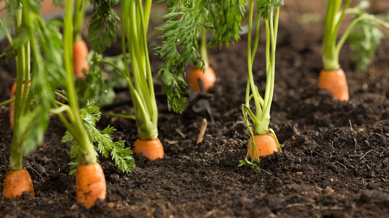 Carrots Turn Piedmont Clay Into Sweet Roots