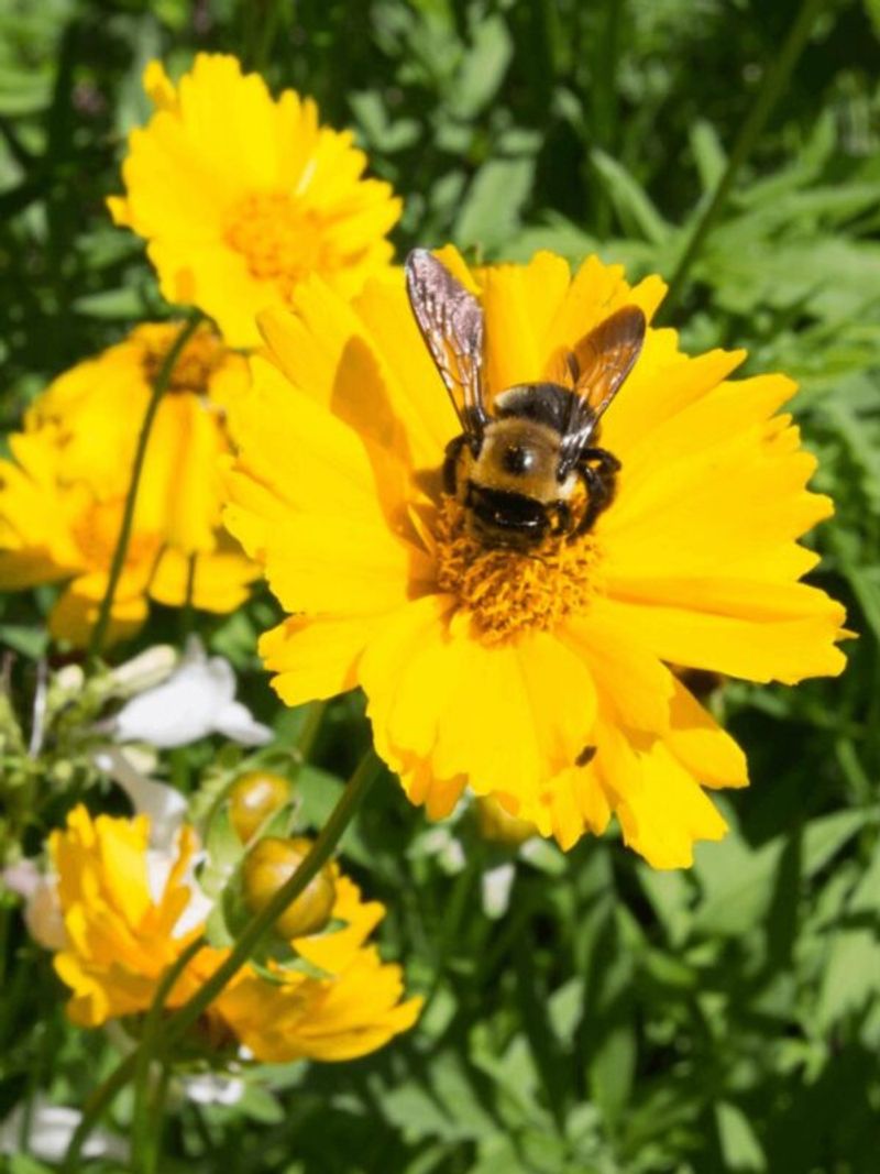 Lanceleaf Coreopsis Offers Sunny Yellow Resilience