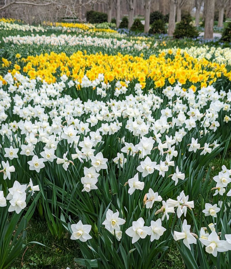 Daffodils Provide Seasonal Protection