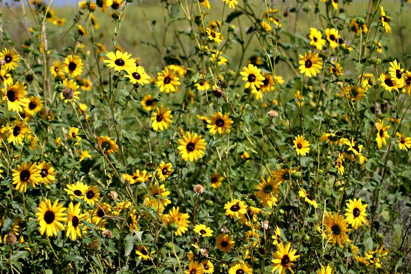 Douglass King And Turner Seed Serve The Working Land