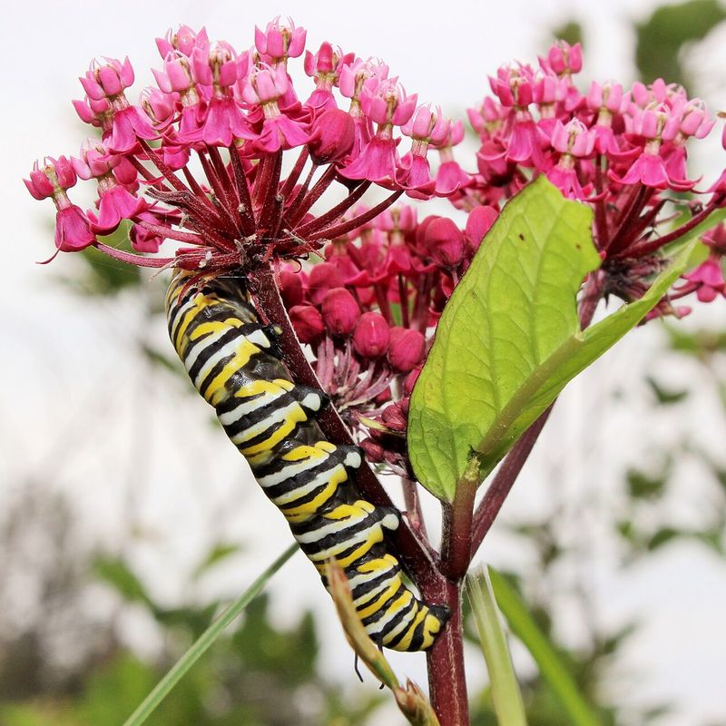 Swamp Milkweed Is A Monarch Nursery In Clay