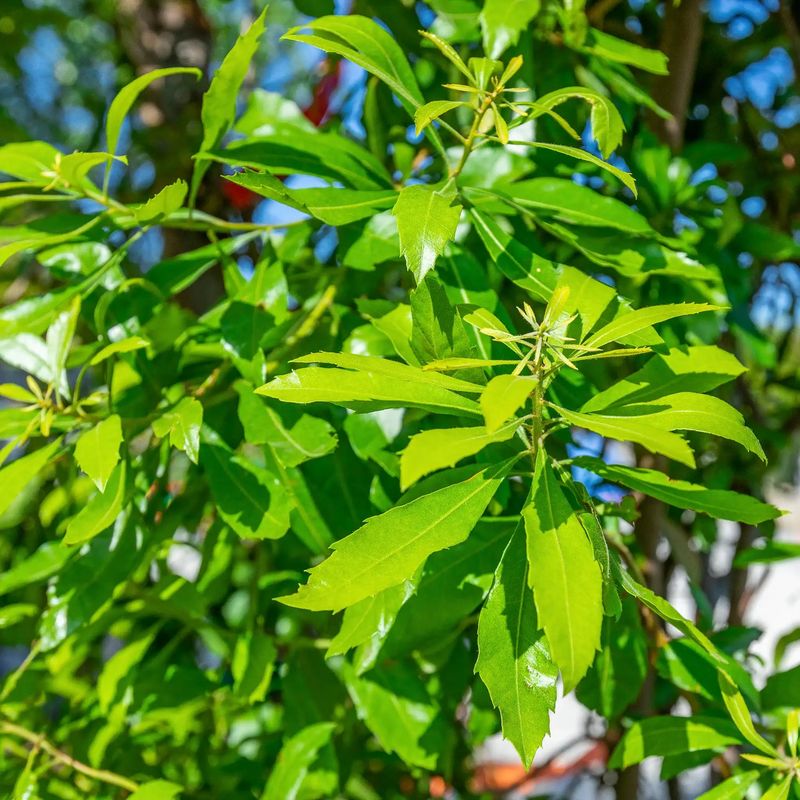 Reclaim Your Peace With Wax Myrtle, The Rapid Responder