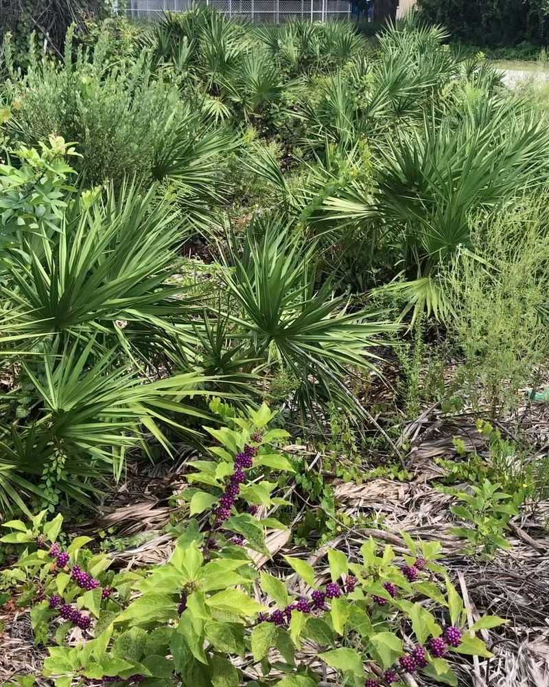 Saw Palmetto And Beautyberry Add Food Plus Cover