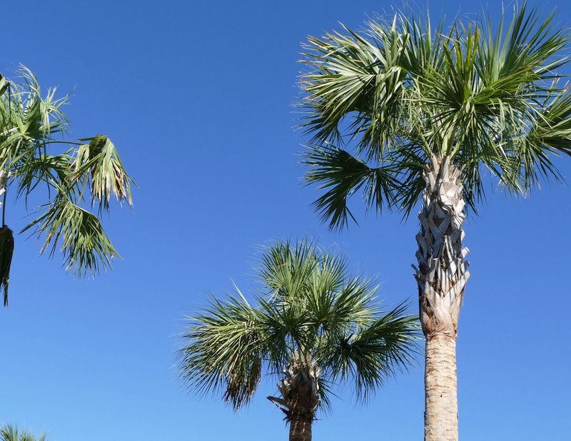 Sabal Palm Is The State Tree For Good Reason