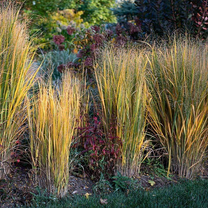 Switchgrass And Pennsylvania Sedge Provide Texture And Structure