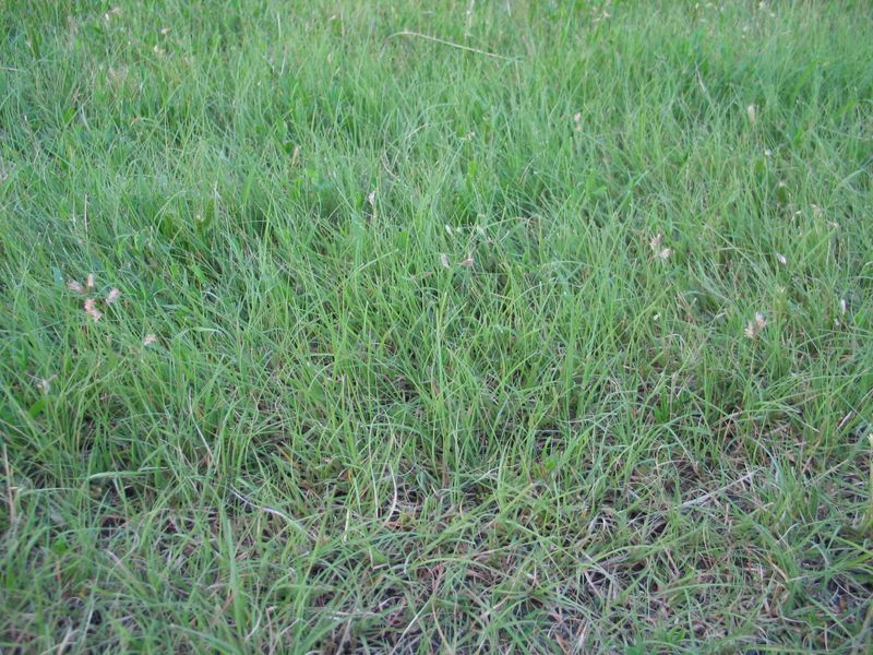 Smart Groundcovers Replace Thirsty Grass For Good