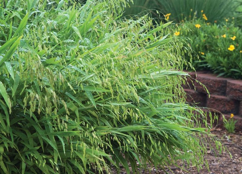 Inland Sea Oats Create Crucial Larval Hideouts