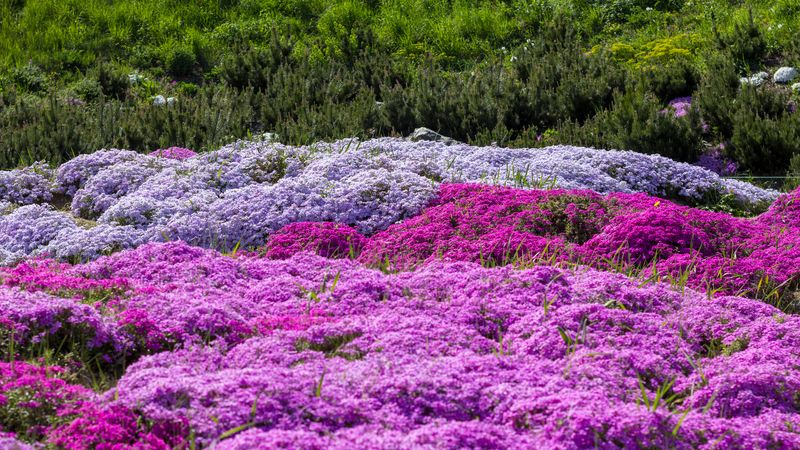 Creeping Phlox Brings A Carpet Of Color To Sunny Slopes