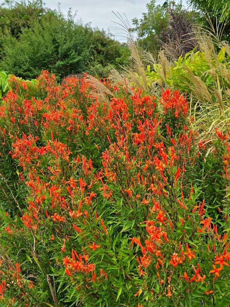 Specialty Native Nurseries Curate The Uncommon