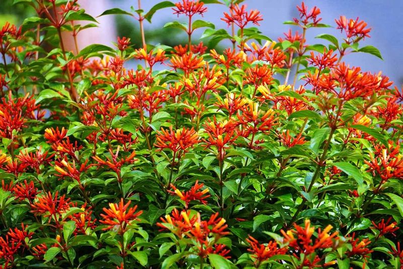 Firebush Brings Fiery Hues And Constant Nectar