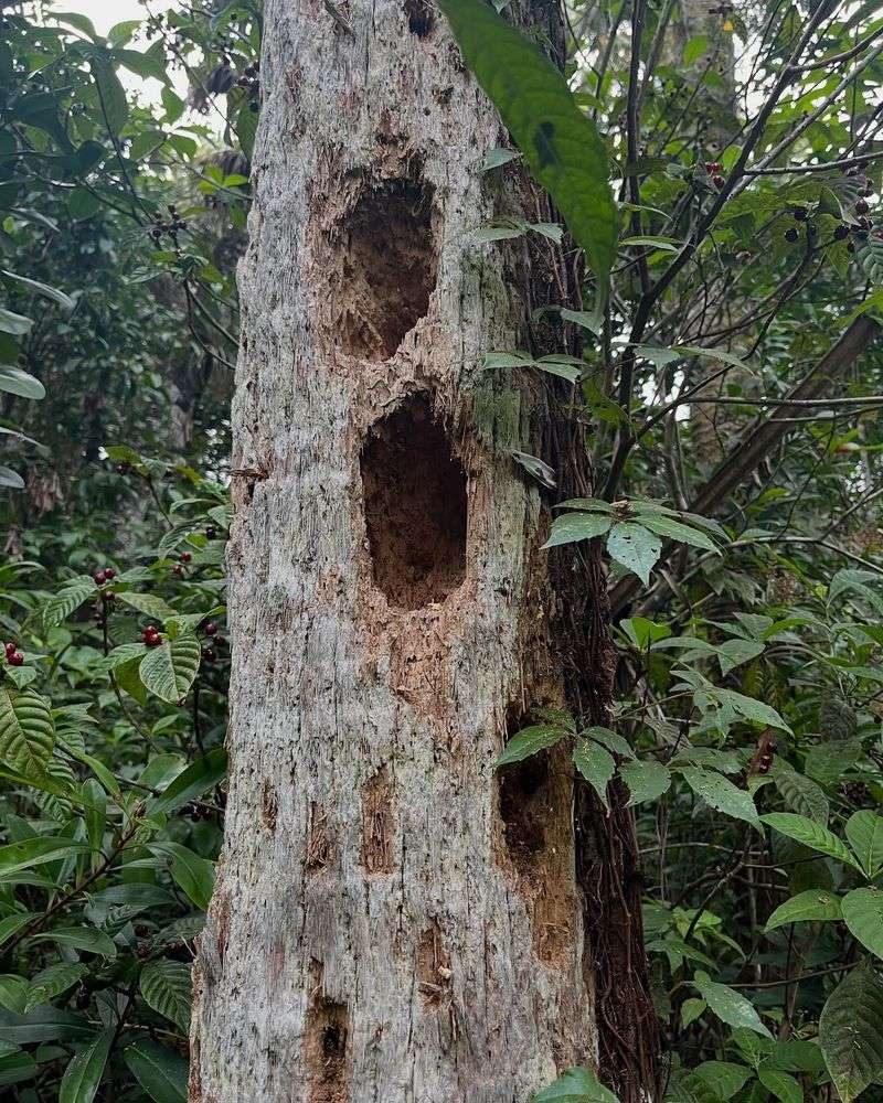 Dead Wood Can Become a Nesting Asset