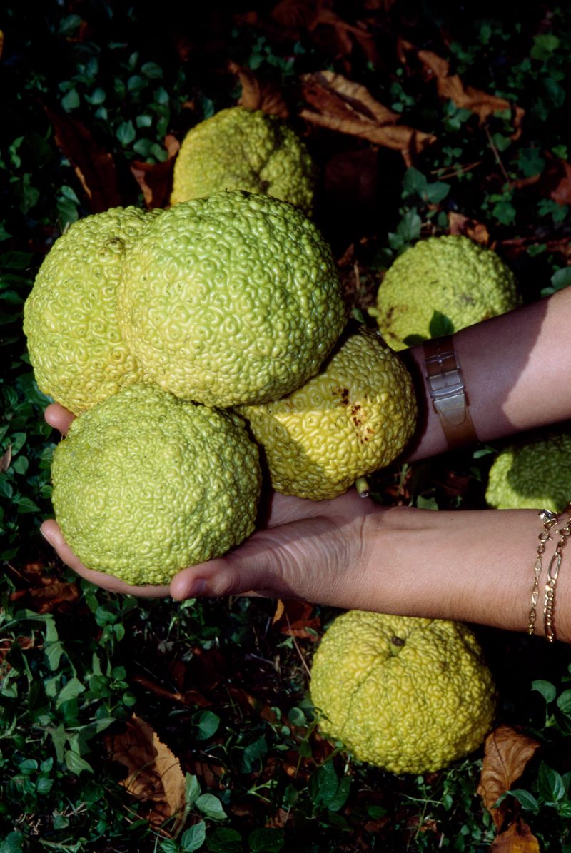 Hedge Apples Are Not A Reliable Pest Repellent