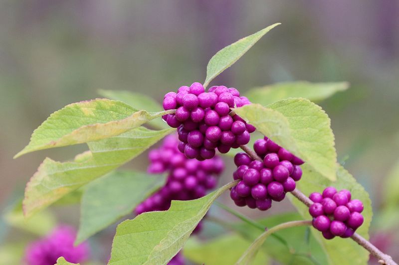 Its Summer Blooms Are A Pollinator Magnet