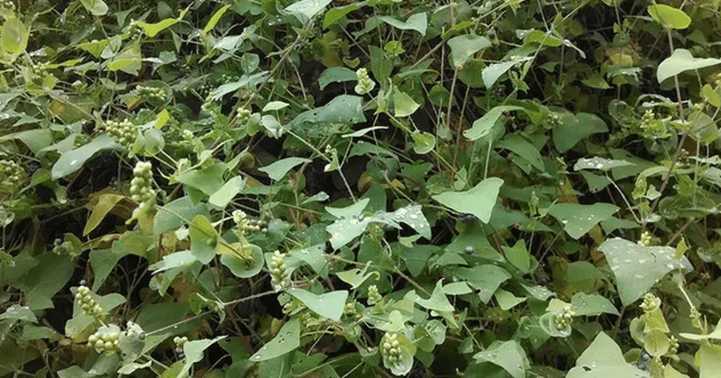 When To Call Penn State Extension For Help