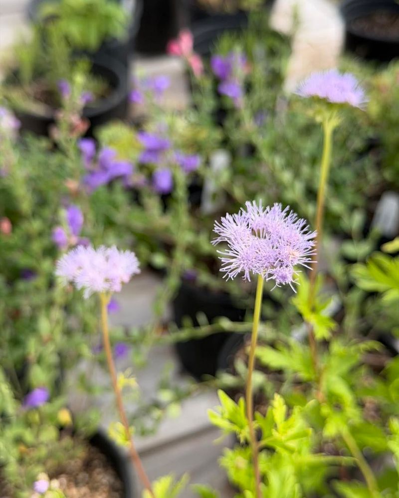 Your Yard Deserves Tougher Blooms