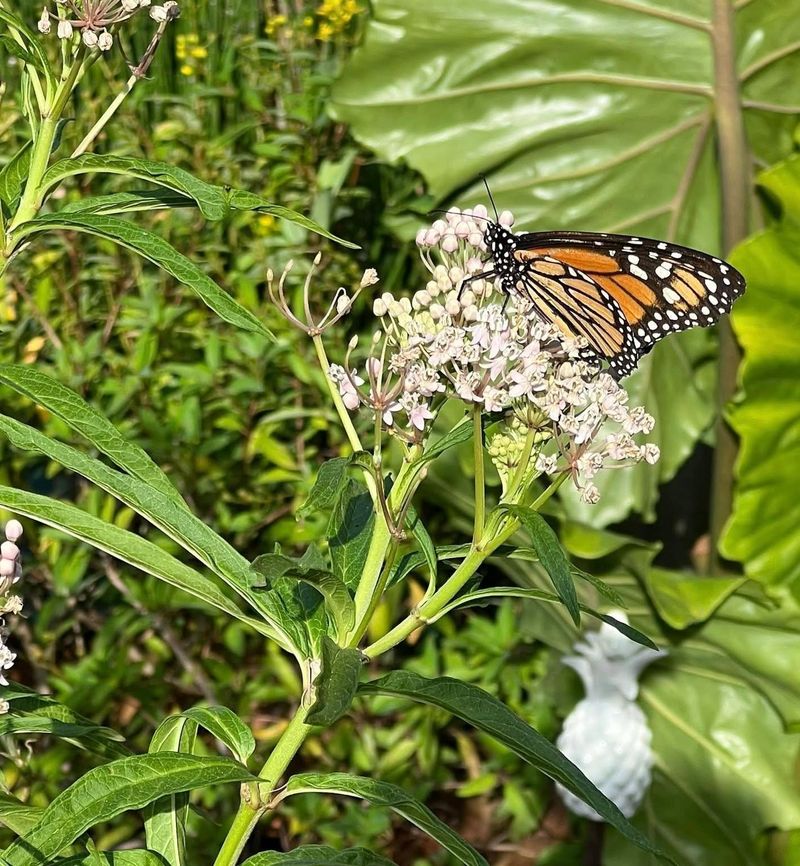 Asclepias Acres, Edgewater