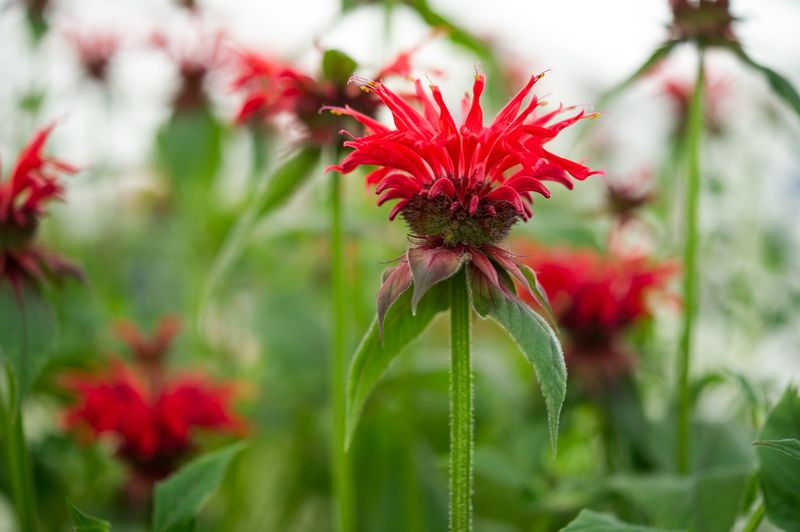 Deadhead For A Chance At More Flowers