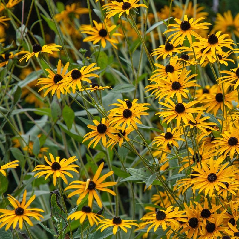 Black-Eyed Susan Cheering Up Dry Spots