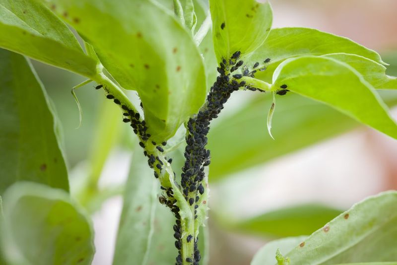 Pests Leave Clues That Stress Alone Does Not