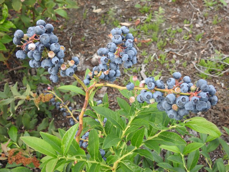 Highbush Blueberry Feeds You And 217 Species