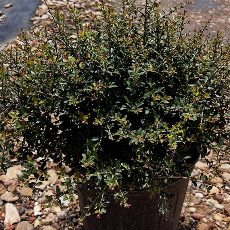 Yaupon Holly