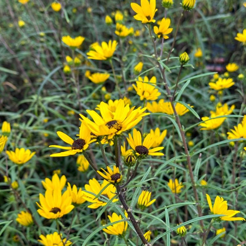 Swamp Sunflower Spreads Gold Quickly