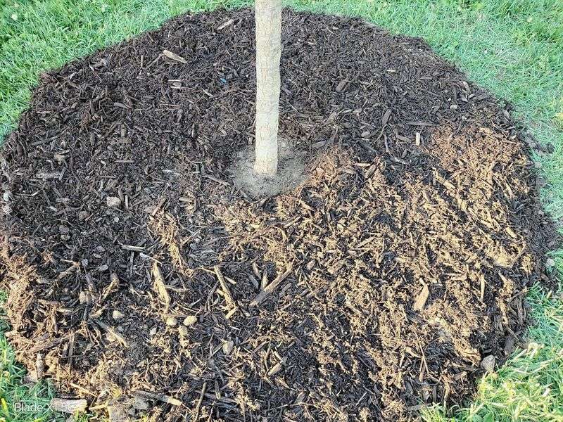 Mulch and Separate Irrigation Protect the Gain