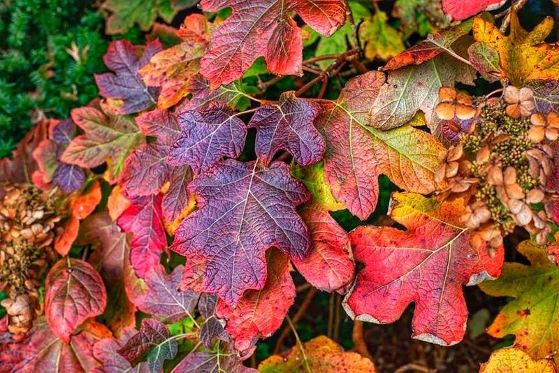 Oakleaf Hydrangea Closes The Season In Deep Red