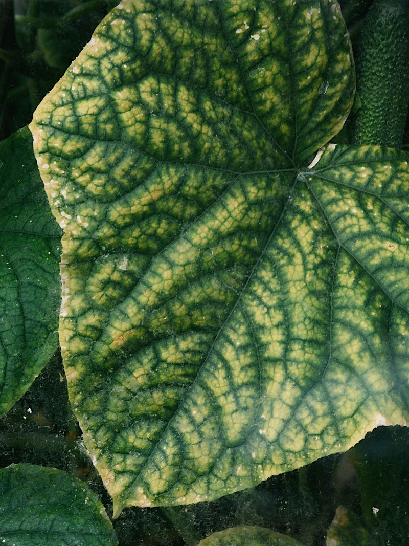 Use Leaf Patterns To Prioritize Possibilities