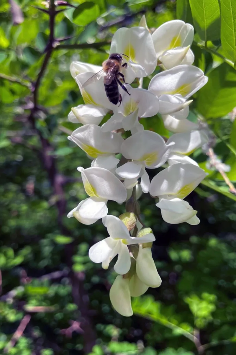 Flowers Can Support A Nectar Flow