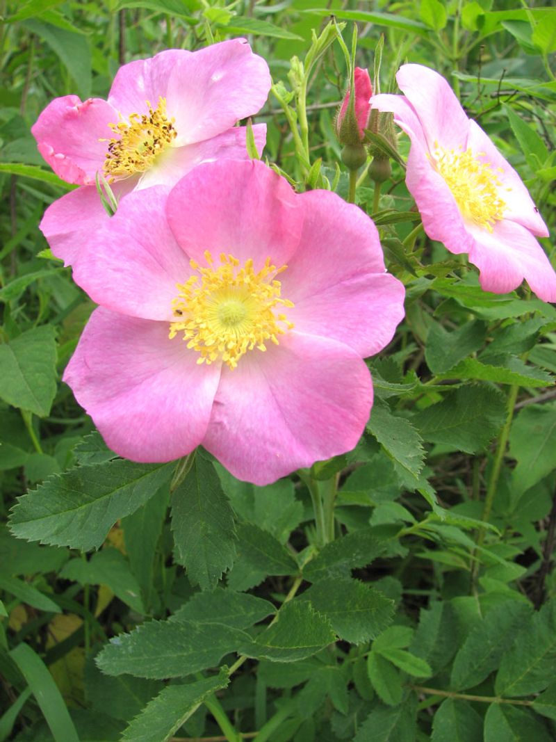 Carolina Rose Is The Native That Feeds Wildlife