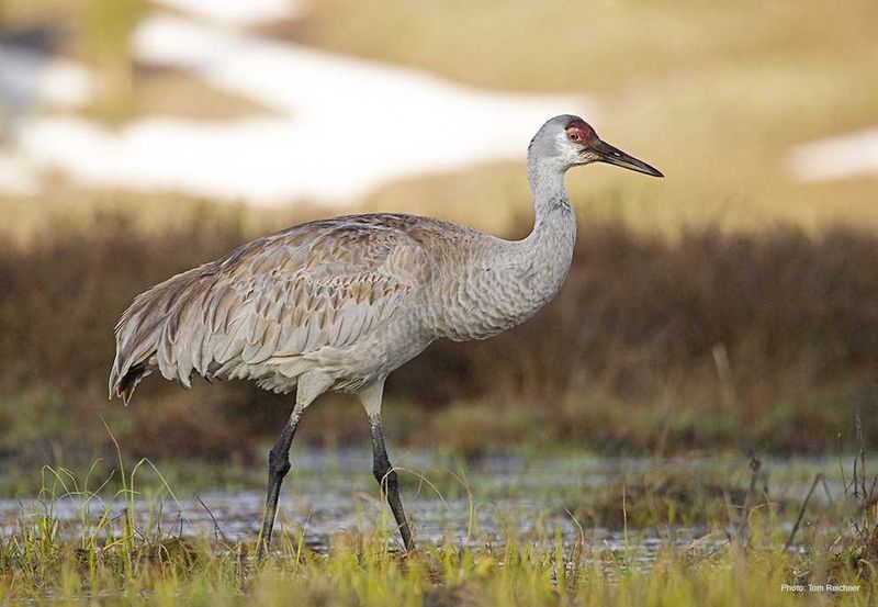 Identify The Birds Before Interpreting Them