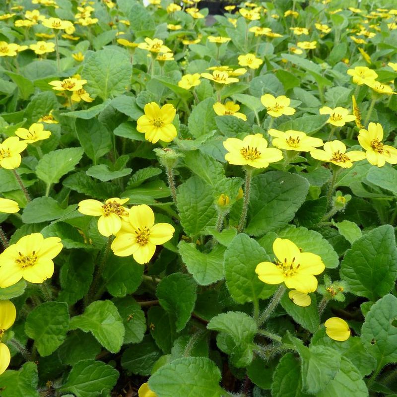 Green-and-Gold Creates A Sunny Carpet With Pollinator Appeal